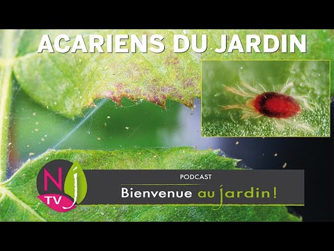 TIQUES, AOÛTATS, ARAIGNÉES ROUGES, CONNAÎTRE, IDENTIFIER ET LUTTER CONTRE LES ACARIENS DU JARDIN