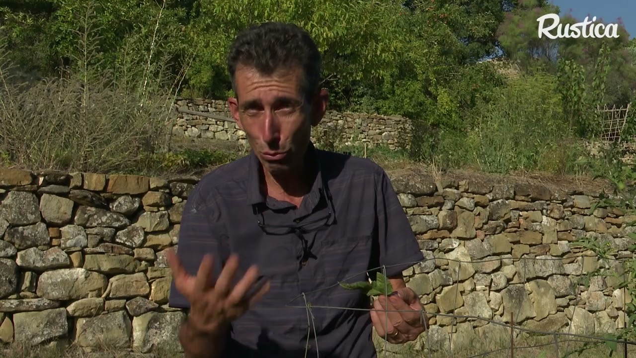 Comment lutter contre les araignées rouges au potager